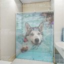Ver imagem 1 de Adesivo de Box Cachorro Nadando