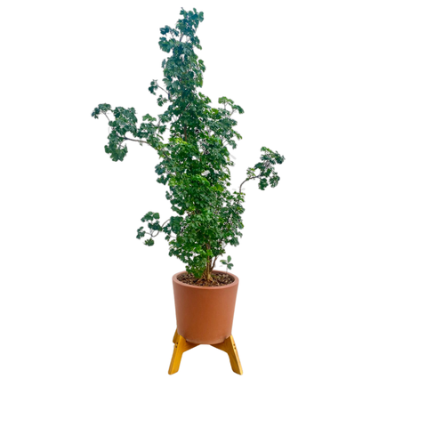 Suporte para Vaso de Plantas Fixo Reforçado Grande