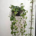 Ver imagem 7 de Suporte de Parede Margarida Pequeno (25cm) Dourado Nutriplan