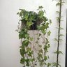 Suporte de Parede Margarida Pequeno (25cm) Dourado Nutriplan - 7