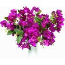 Ver imagem 1 de Kit 10 Galhos Flores Bouganville 76cm Roxo Artificiais