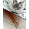 Cama para Cães e Gatos - Estampa Jornal ( Tamanho P ) - 3