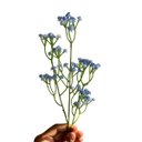 Ver imagem 2 de 3 Hastes Mosquitinho Artificial Azul 60cm Flor Decorativa para Arranjos e Vasos