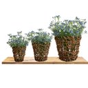 Ver imagem 5 de 3 Hastes Mosquitinho Artificial Azul 60cm Flor Decorativa para Arranjos e Vasos