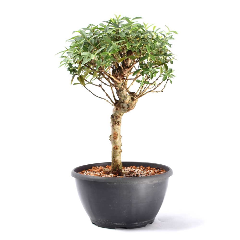 Pré Bonsai Mini Goiaba 10 Anos - 2