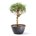 Ver imagem 2 de Pré Bonsai Mini Goiaba 10 Anos