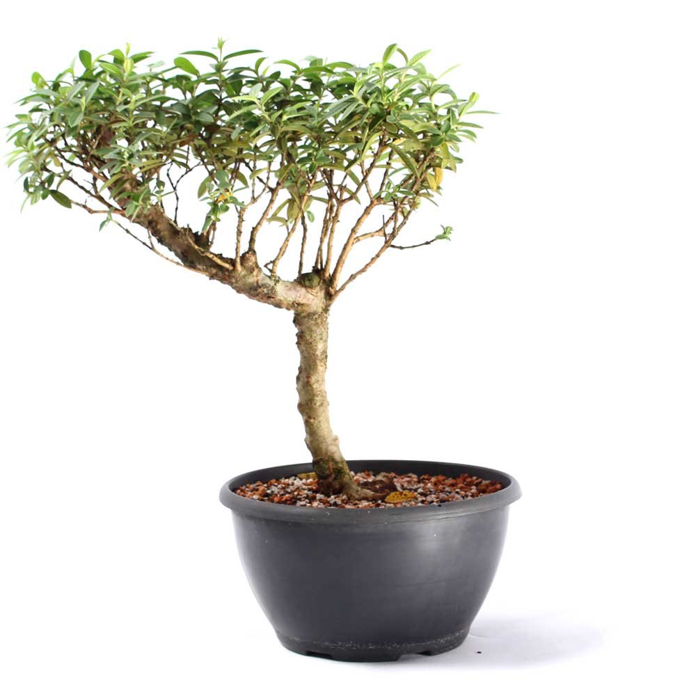 Pré Bonsai Mini Goiaba 10 Anos - 3