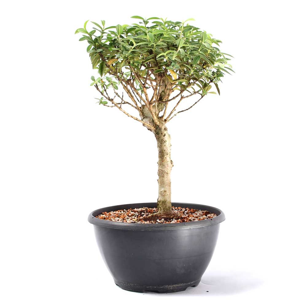 Pré Bonsai Mini Goiaba 10 Anos - 4