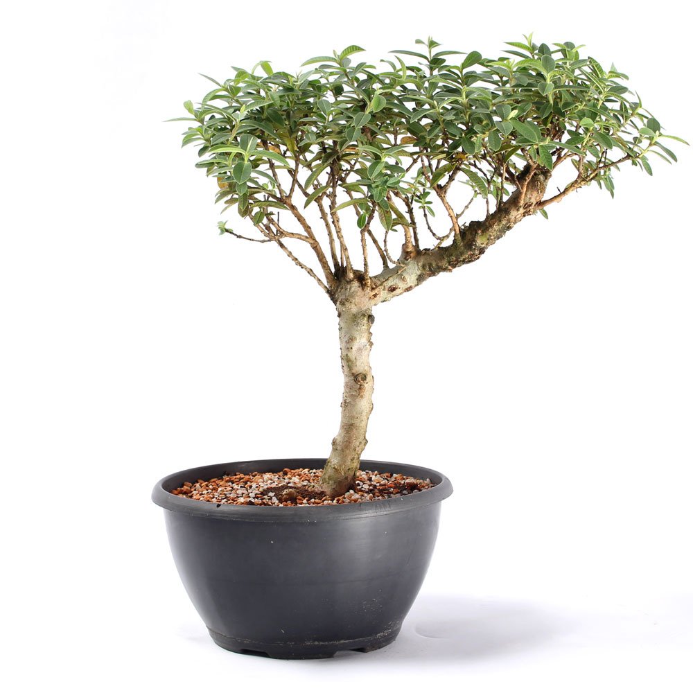 Pré Bonsai Mini Goiaba 10 Anos