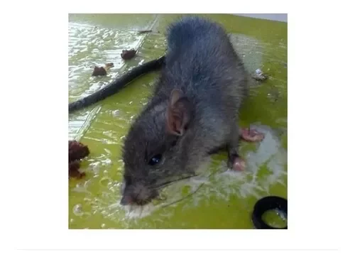 Ratoeira Adesiva Cola Pega Rato Pragas 1 Unidade - 3
