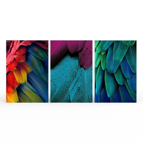 Kit 3 Quadros Retangulares - Penas, Folhas e Cores