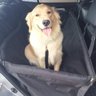 Capa Pet - GG para bancos de carros com cinto segurança - 2