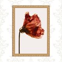 Ver imagem 1 de Quadro Moldura Dourada Flor Alaranjada 33x24cm:com Vidro