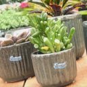 Ver imagem 3 de Vaso de Cerâmica Violeta (15) Verde Acinzentado Burguina