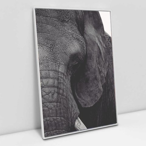 Quadro Decorativo em Canvas A Face do Elefante - Moldura Branca - 90 x 60cm