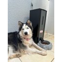 Ver imagem 5 de Comedouro Inteligente Automático para Cães-18 Litros-220v - Kopek