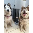 Ver imagem 1 de Comedouro Inteligente Automático para Cães-18 Litros-220v - Kopek