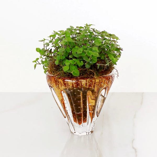Vaso Conrad Ambar - P - 2