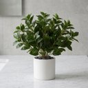 Ver imagem 1 de 5 Folhagem Artificial Peperômia Premium 80cm Toque Natural para Ambientes