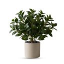 Ver imagem 7 de 5 Folhagem Artificial Peperômia Premium 80cm Toque Natural para Ambientes
