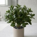 Ver mais imagens de 5 Folhagem Artificial Peperômia Premium 80cm Toque Natural para Ambientes