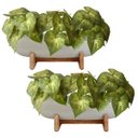 Ver imagem 4 de 3 Buquês Singônio - Plantas Artificiais Decorativa Realista para Vasos, Mesas, Jardineiras e Lavabos