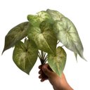 Ver imagem 3 de 3 Buquês Singônio - Plantas Artificiais Decorativa Realista para Vasos, Mesas, Jardineiras e Lavabos