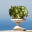 Ver imagem 5 de 3 Buquês Singônio - Plantas Artificiais Decorativa Realista para Vasos, Mesas, Jardineiras e Lavabos