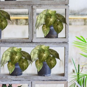 3 Buquês Singônio - Plantas Artificiais Decorativa Realista para Vasos, Mesas, Jardineiras e Lavabos