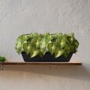 Ver mais imagens de 3 Buquês Singônio - Plantas Artificiais Decorativa Realista para Vasos, Mesas, Jardineiras e Lavabos