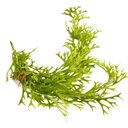 Ver imagem 1 de Planta Chifre de Veado Pendente