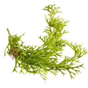 Planta Chifre de Veado Pendente