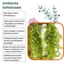 Ver imagem 7 de Planta Chifre de Veado Pendente