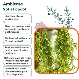 Planta Chifre de Veado Pendente - 7