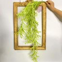 Ver imagem 6 de Planta Chifre de Veado Pendente