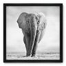 Quadro Decorativo - Elefante - 50cm x 50cm - 002qnscp - 1