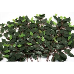 Kit 72 Galhos Folha Decorativa Artificial Muro Inglês Ficus - 1