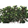 Kit 72 Galhos Folha Decorativa Artificial Muro Inglês Ficus - 1