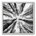 Ver imagem 1 de Quadro Decorativo - Árvores - 70cm x 70cm - 056qnpdb