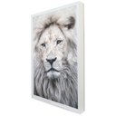 Ver imagem 2 de Quadro Decorativo Leão da Juba Branca em Moldura Caixa TaColado Moldura Trad 1cm Madeira Escura sem 