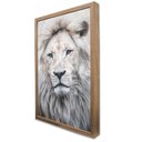 Ver imagem 4 de Quadro Decorativo Leão da Juba Branca em Moldura Caixa TaColado Moldura Trad 1cm Madeira Escura sem 