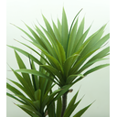 Ver imagem 4 de Suculenta Planta Agave Folhagem Real Grande 100cm Premium