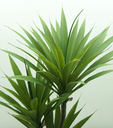 Ver imagem 4 de Suculenta Planta Agave Folhagem Real Grande 100cm Premium