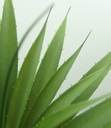 Ver imagem 2 de Suculenta Planta Agave Folhagem Real Grande 100cm Premium
