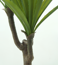 Ver imagem 3 de Suculenta Planta Agave Folhagem Real Grande 100cm Premium