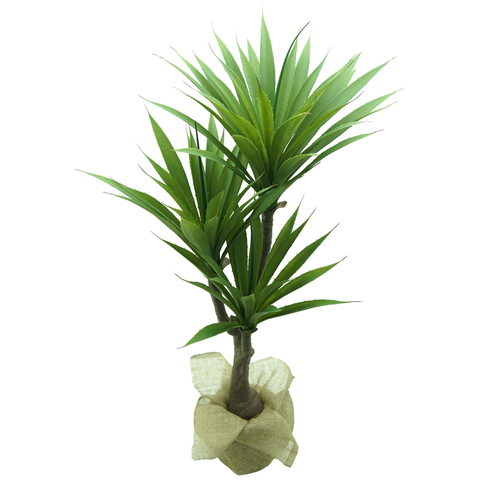 Suculenta Planta Agave Folhagem Real Grande 100cm Premium