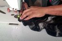 Ver mais imagens de Reta Industrial Siruba para Tecer Cabelos- 220v