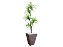 Ver imagem 1 de Planta Artificial Árvore Yucca 1,60m Kit + Vaso Trapézio D. Grafiato Marrom 40cm