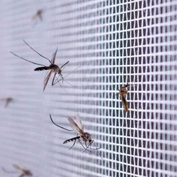 Tela Mosquiteiro 3 Metros Inseto Janela Basculante Porta Mosquito Pernilongo Proteçao Resistente Mul - 8