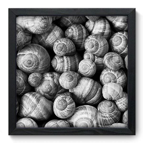 Quadro Decorativo - Conchas - 202qdsp - 1